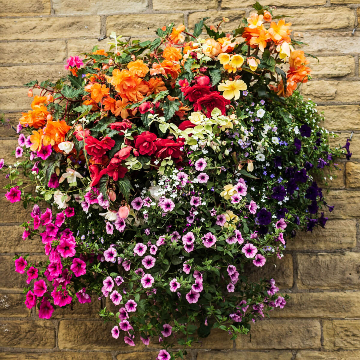 Hanging Basket Seeds 