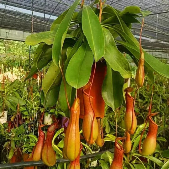 Hanging Carnivorous Plant Seeds