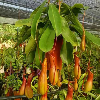 Hanging Carnivorous Plant Seeds