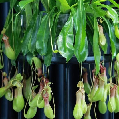 Hanging Carnivorous Plant Seeds
