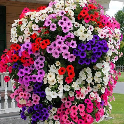 Hanging Petunia Seeds