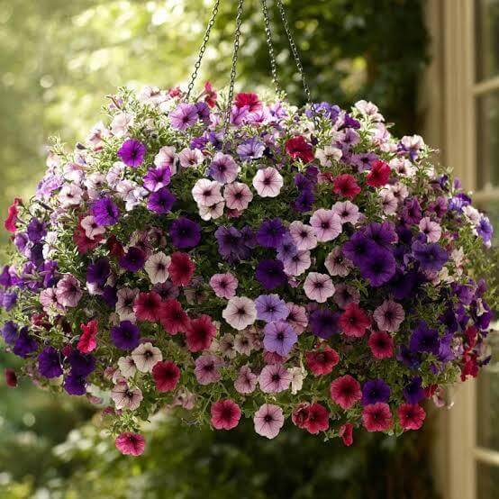 Hanging Petunia Seeds