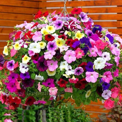 Hanging Petunia Seeds