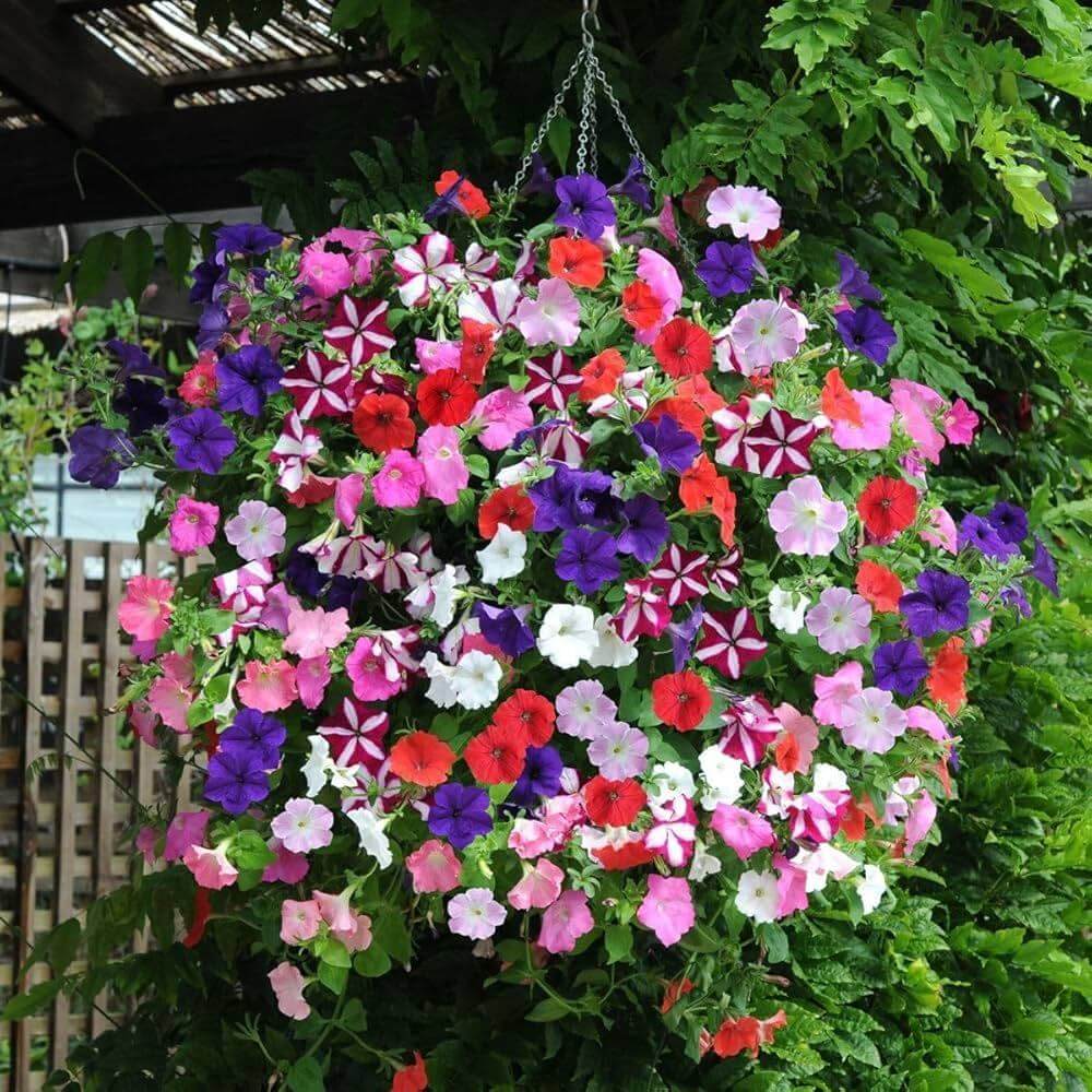 Hanging Petunia Seeds