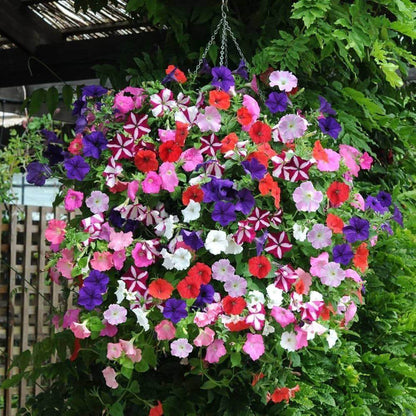 Hanging Petunia Seeds