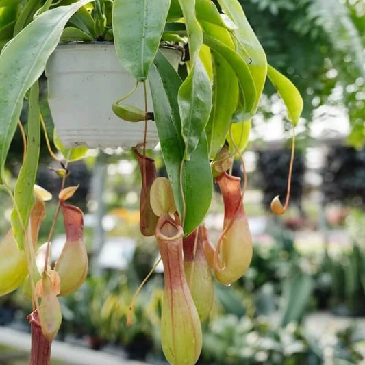 Hanging Pitcher Plant Seeds 