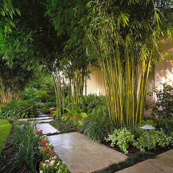 Hardy Bamboo Seeds - Flower Plant