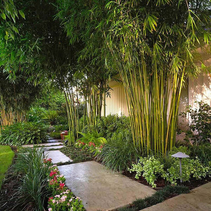 Hardy Bamboo Seeds - Flower Plant