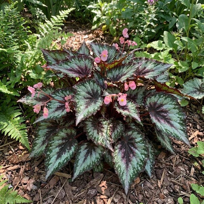 Hardy Begonia Rex Talee Seeds