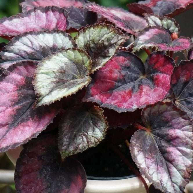 Hardy Begonia Rex Talee Seeds