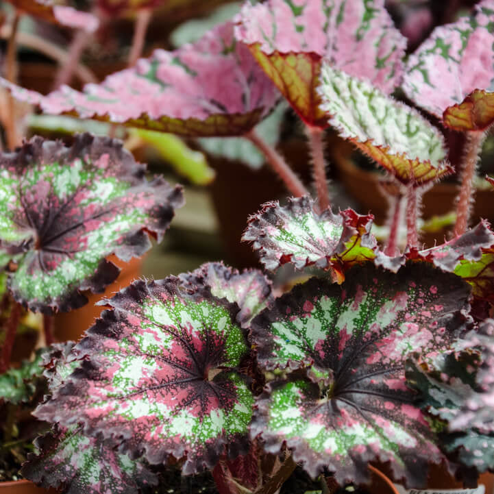 Hardy Begonia Rex Talee Seeds