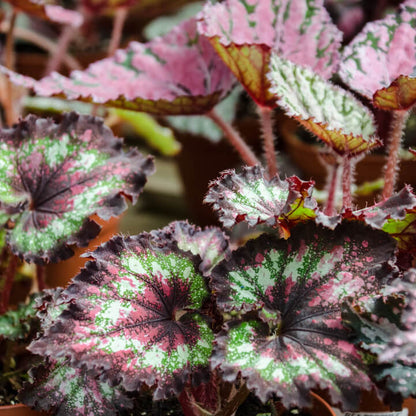 Hardy Begonia Rex Talee Seeds