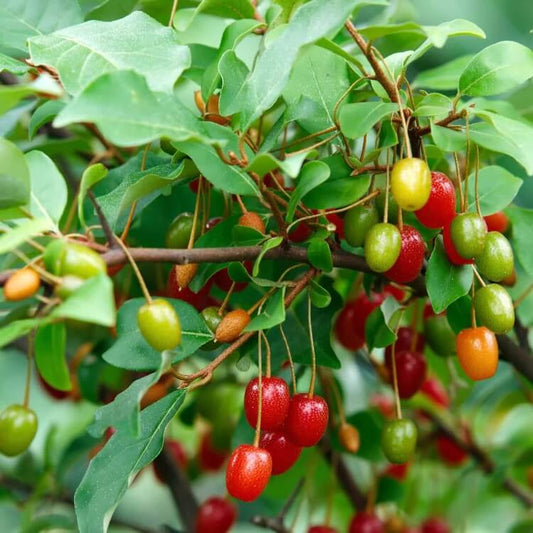 Hardy Berry Shrub Seeds