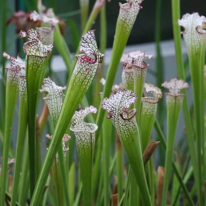Hardy Bog Plant Seeds