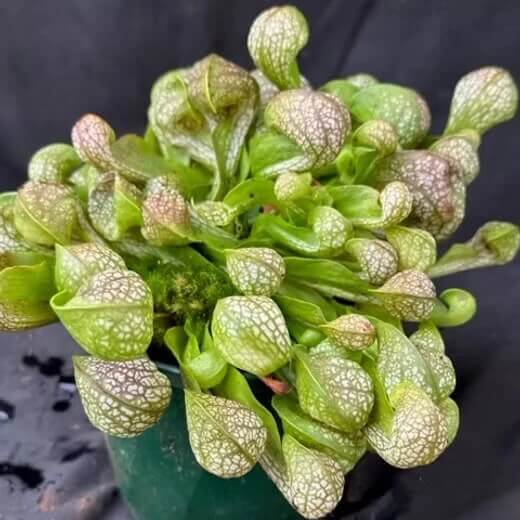 Hardy Bog Plant Seeds