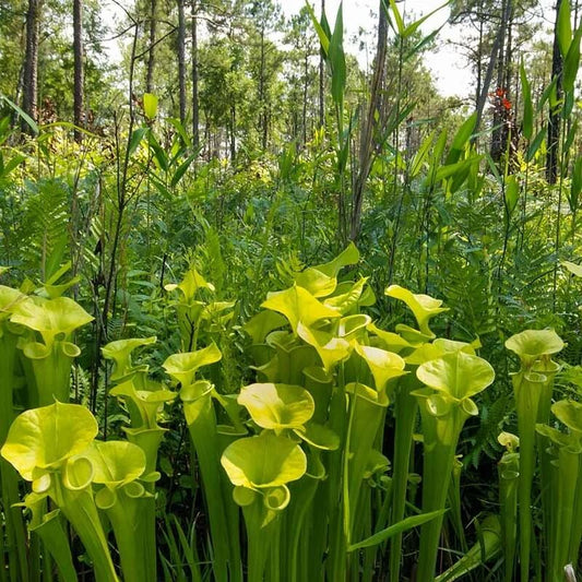 Hardy Bog Plant Seeds