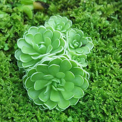 Hardy Butterwort Seeds 