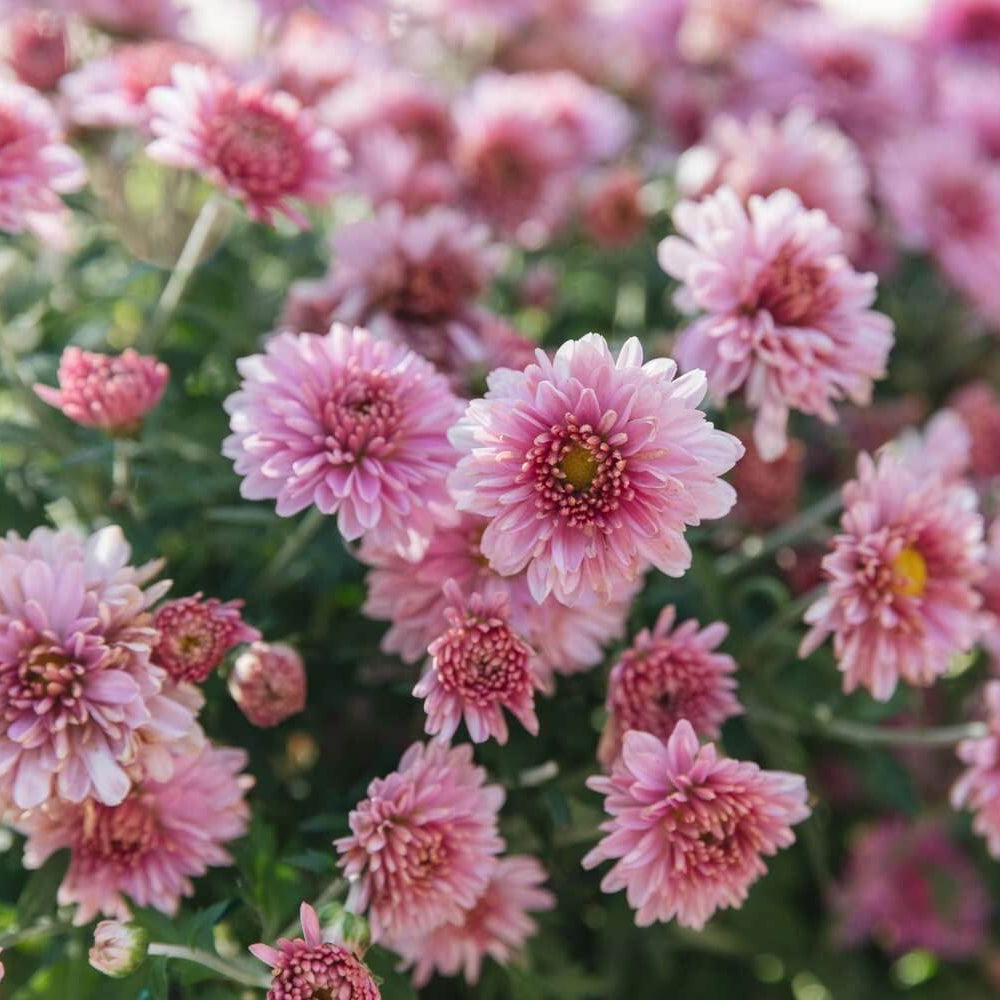 Hardy Chrysanthemum Seeds