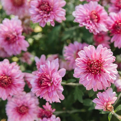 Hardy Chrysanthemum Seeds