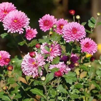 Hardy Chrysanthemum Seeds