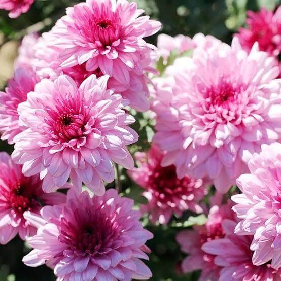 Hardy Chrysanthemum Seeds