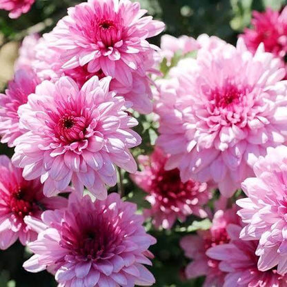 Hardy Chrysanthemum Seeds