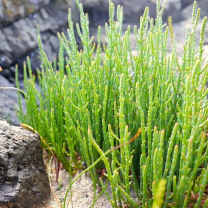 Hardy Coastal Samphire Seeds