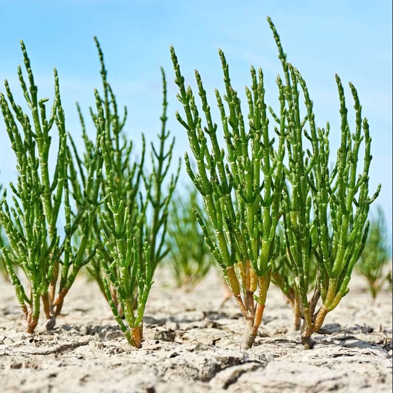 Hardy Coastal Samphire Seeds
