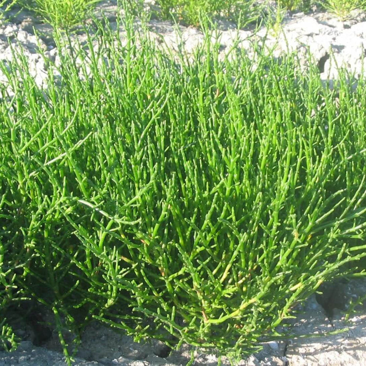 Hardy Coastal Samphire Seeds