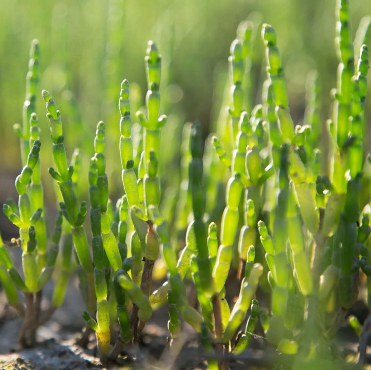 Hardy Coastal Samphire Seeds