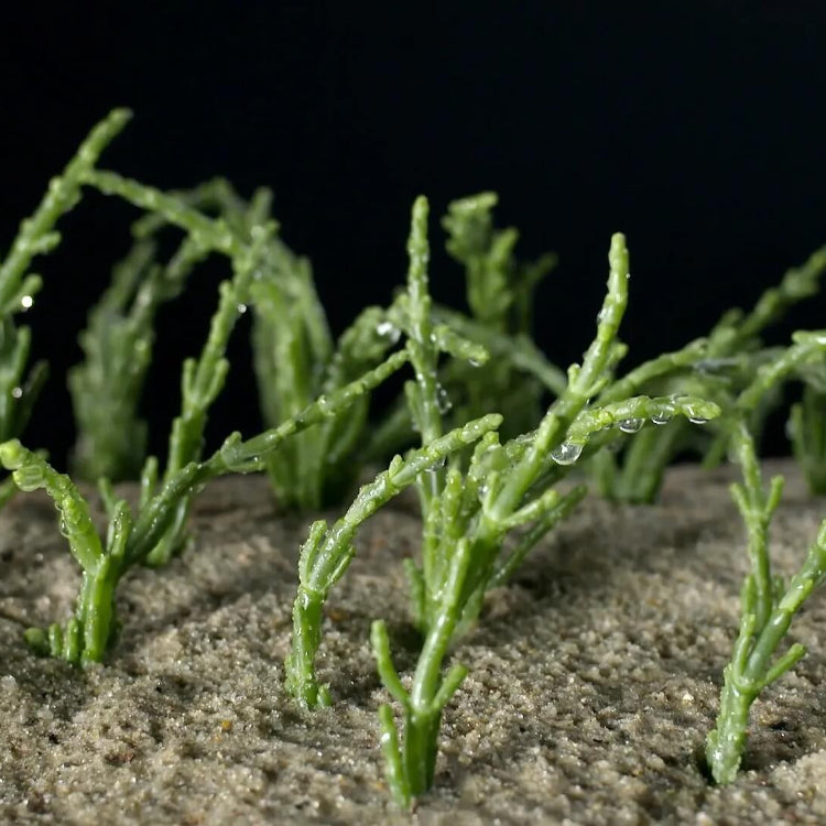 Hardy Coastal Samphire Seeds