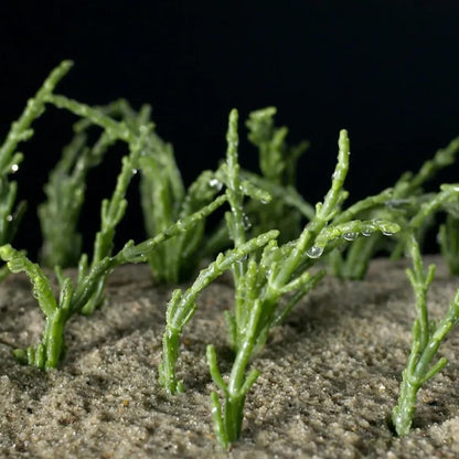 Hardy Coastal Samphire Seeds