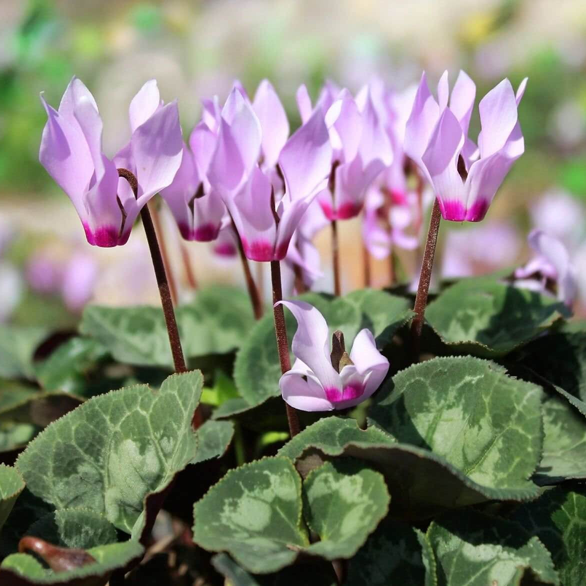 Hardy Cyclamen Seeds