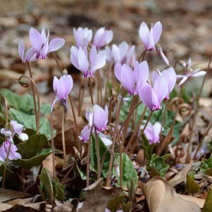 Hardy Cyclamen Seeds