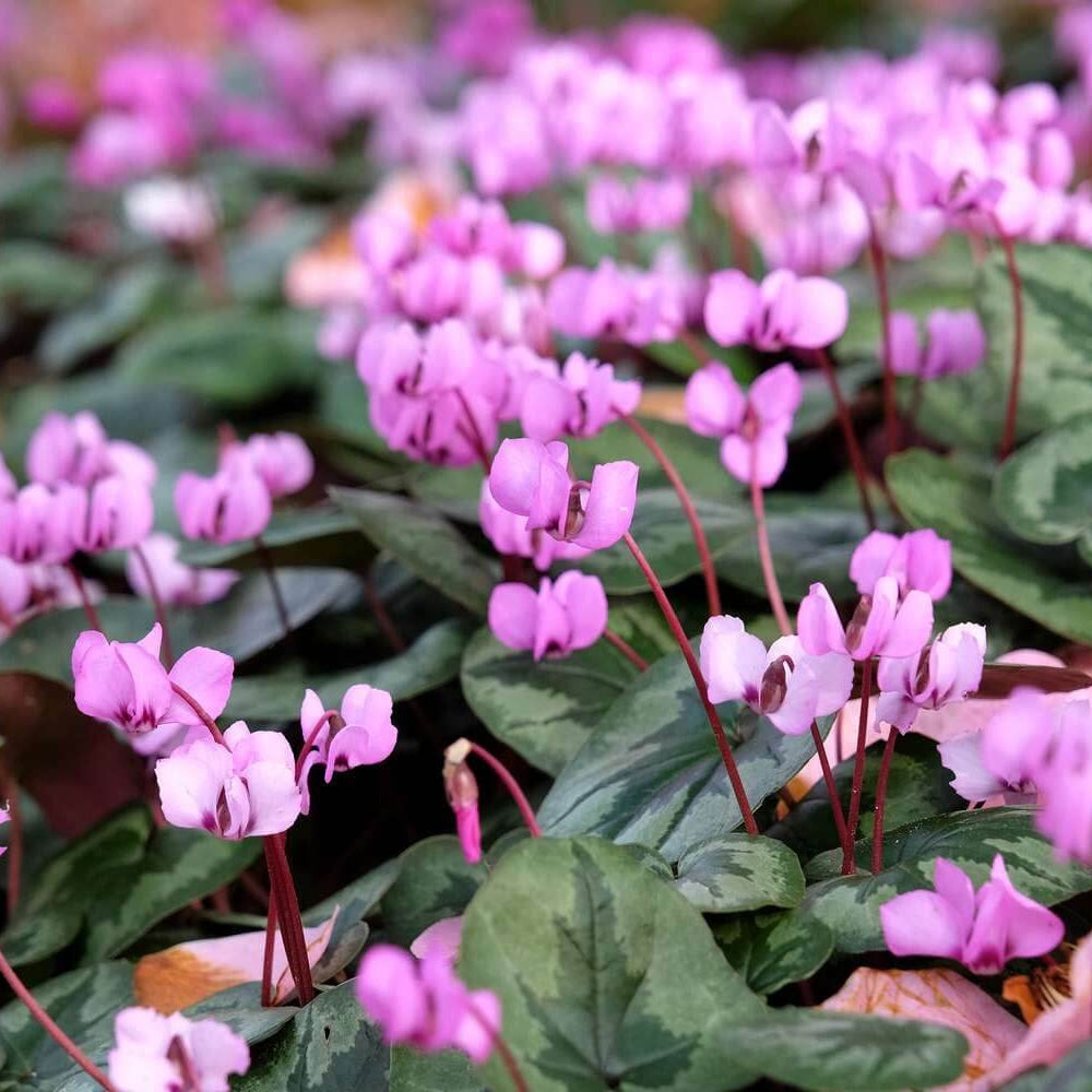 Hardy Cyclamen Seeds