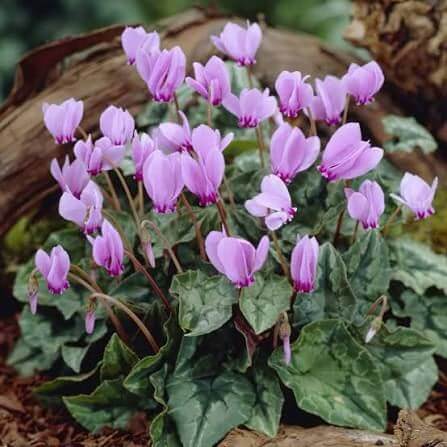 Hardy Cyclamen Seeds