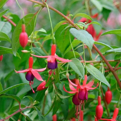 Hardy Fuchsia Seeds