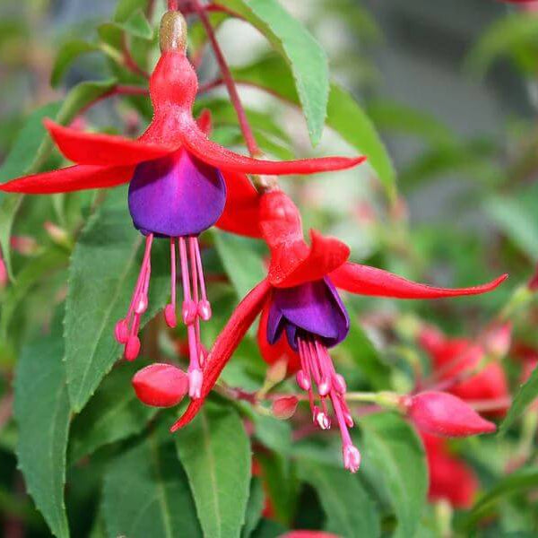Hardy Fuchsia Seeds
