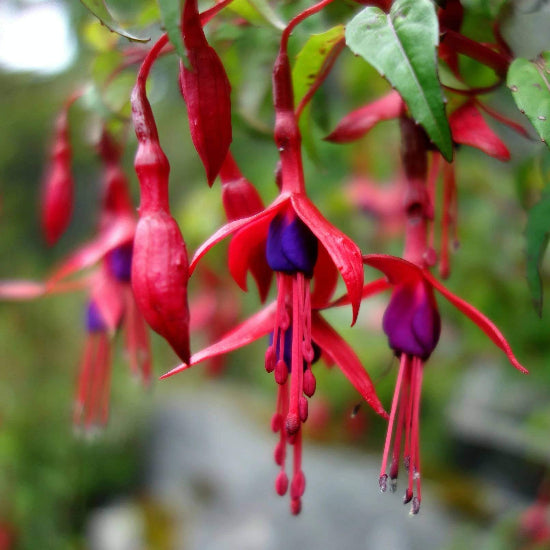 Hardy Fuchsia Seeds