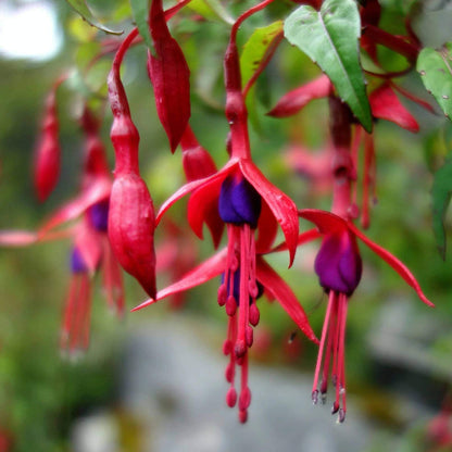 Hardy Fuchsia Seeds