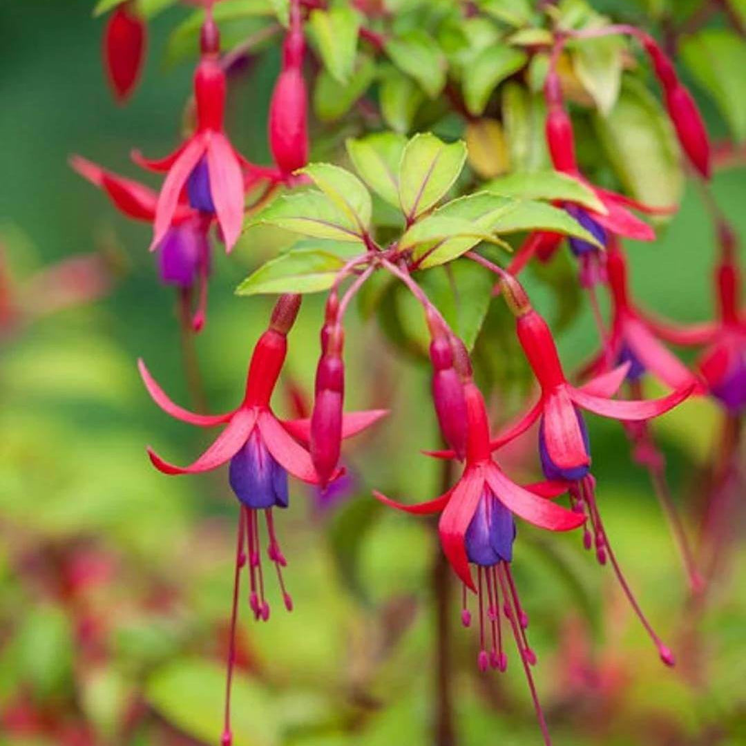 Hardy Fuchsia Seeds