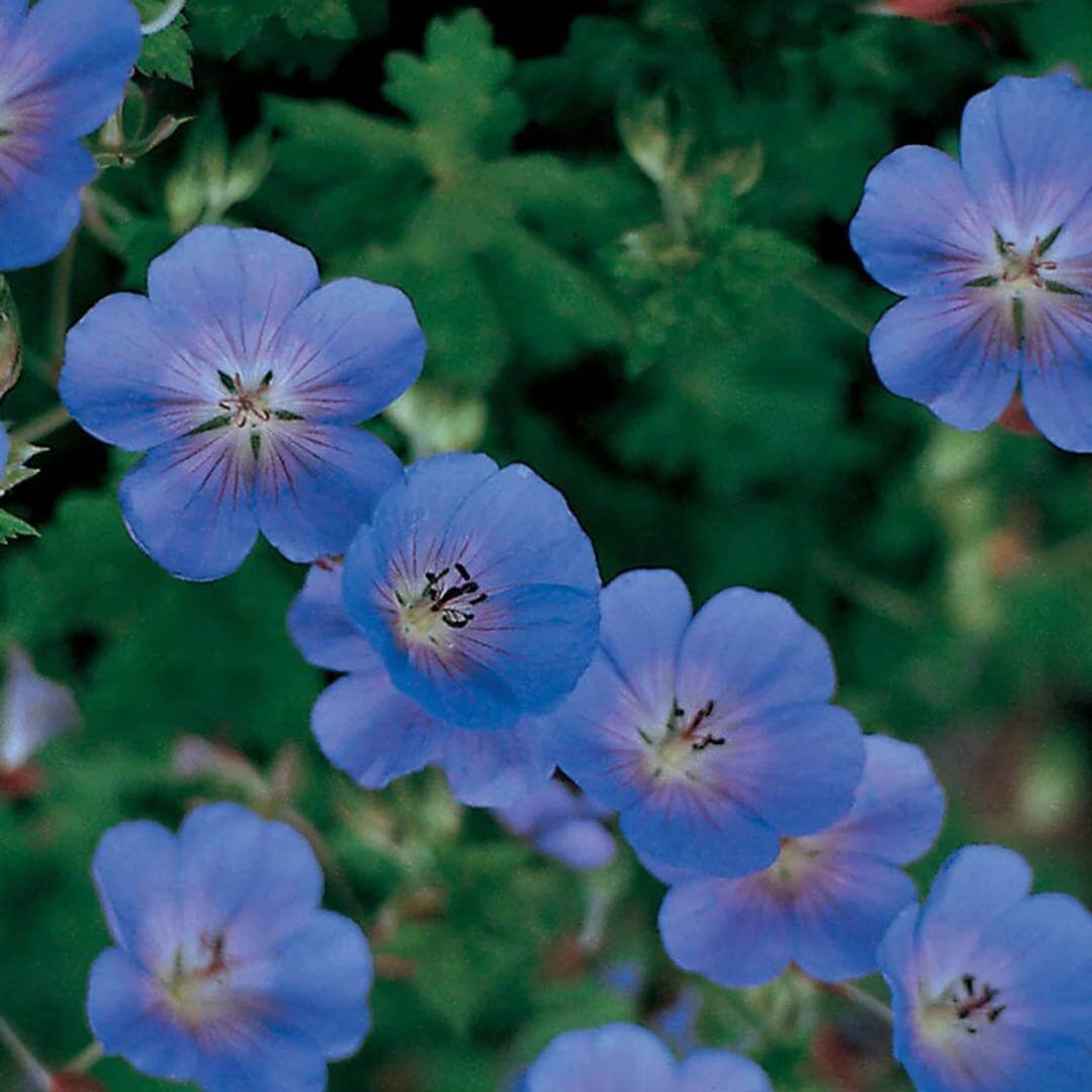 Hardy Geranium Seeds 