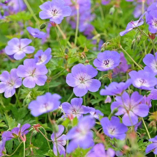 Hardy Geranium Seeds 