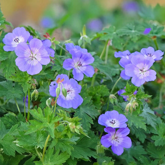 Hardy Geranium Seeds 