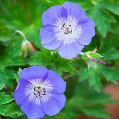 Hardy Geranium Seeds 