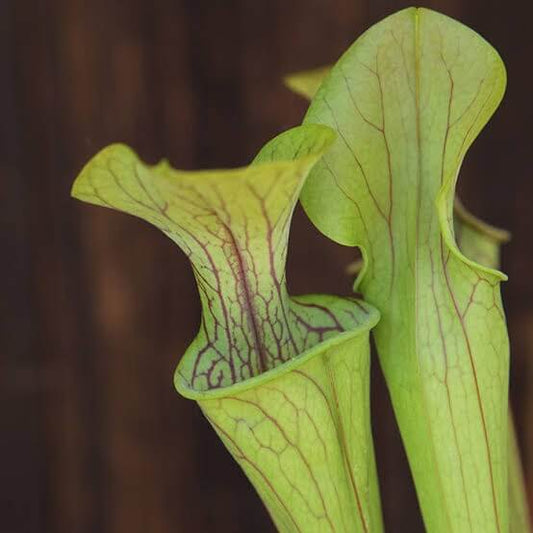 Hardy Green Pitcher Plant Seeds