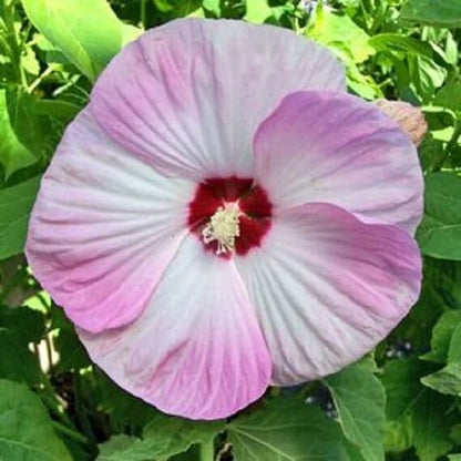 Hardy Hibiscus Seeds - Flower Plant