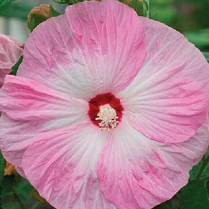 Hardy Hibiscus Seeds - Flower Plant1