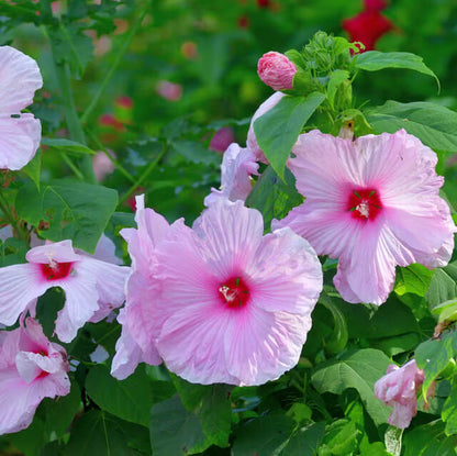 Hardy Hibiscus Seeds - Flower Plant