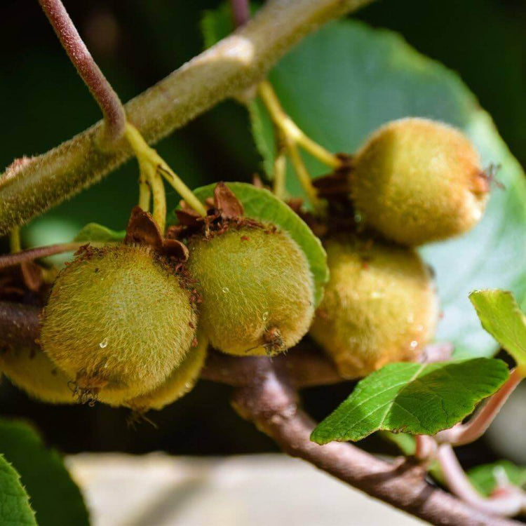 Hardy Kiwi Seeds - Heirloom Fruit Plant for Home Gardens